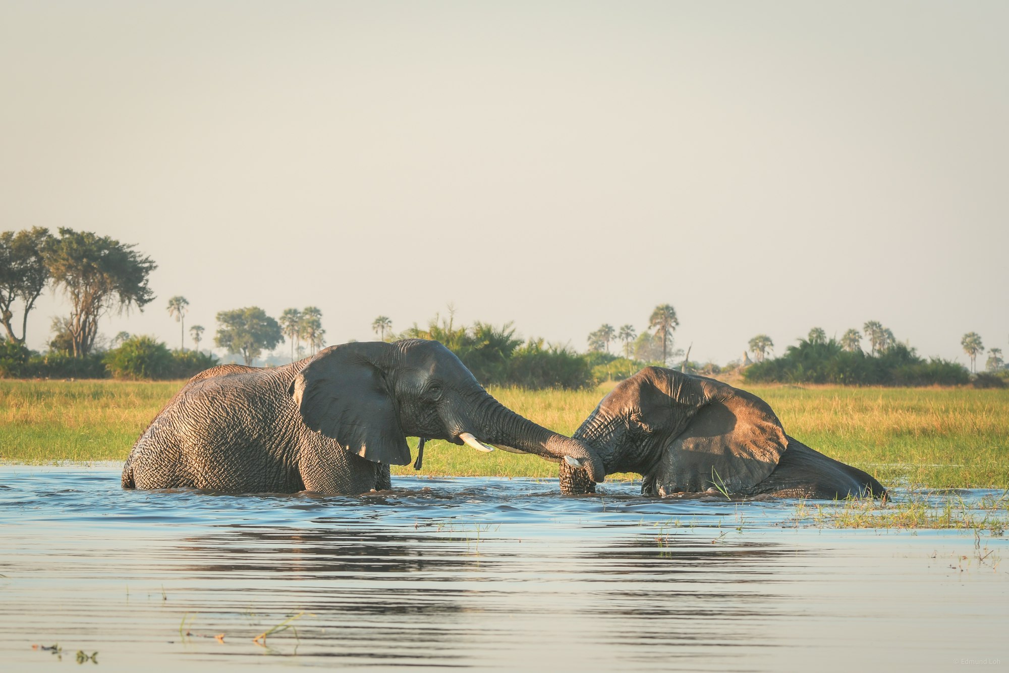 An elephant swimming with only its head and trunk above the water