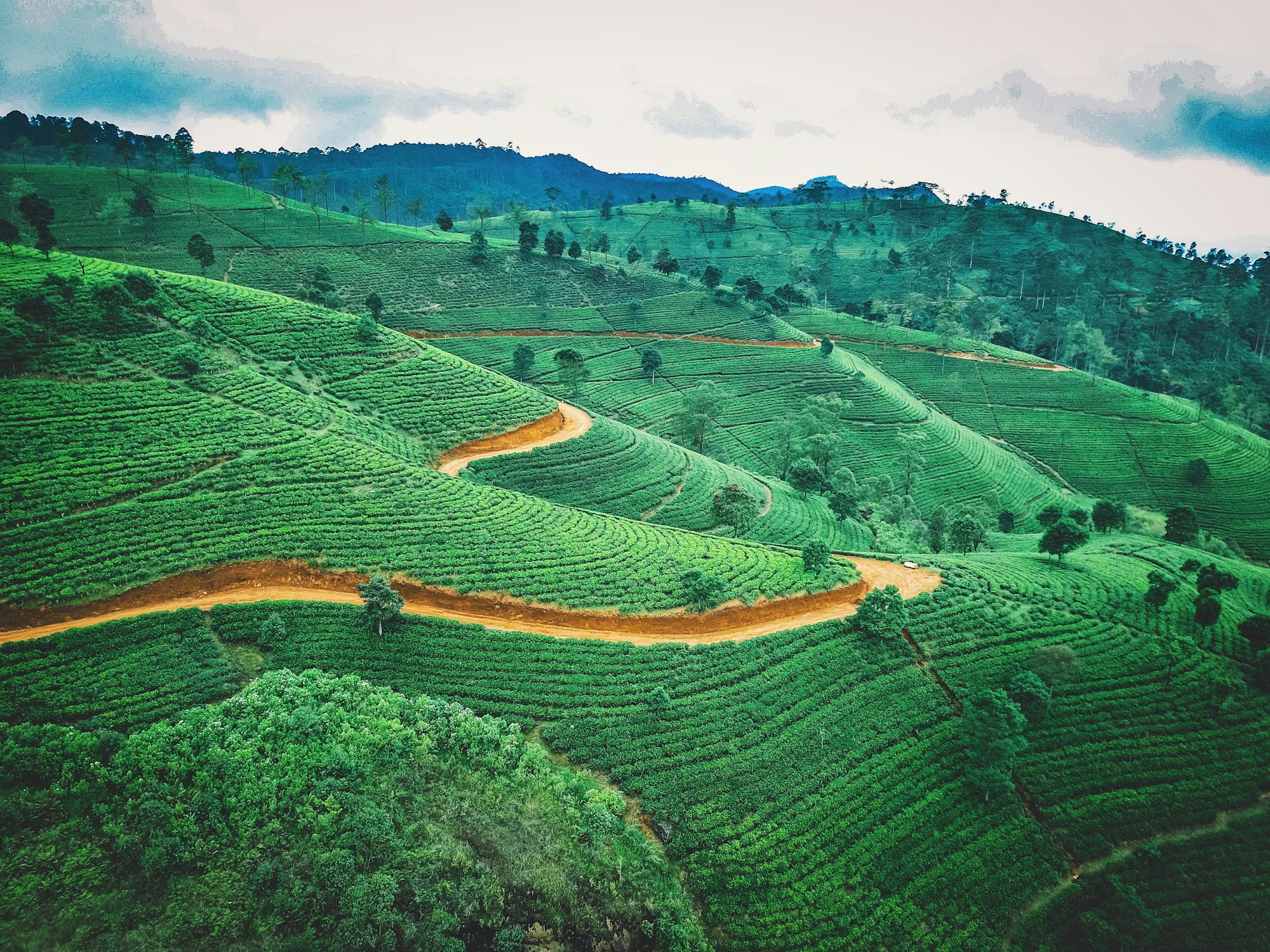 Rows of tea bushes covering a steep hillside in the Sri Lankan highlands